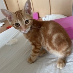取引中　子猫里親募集中　茶トラ　オス　4月下旬生まれ