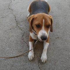 (一時中断します。大変申し訳ありません。)ビーグル(子犬)元気な子です。先住犬、猫との相性が悪い為今回止もう得ず里親に出します。狂犬病接種済み、マイクロチップ済み、ペット保険加入済み、 - 相模原市