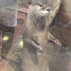 カワウソ好き仲間募集 - 渋谷区