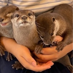 カワウソ好き仲間募集