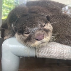カワウソ好き仲間募集 - その他