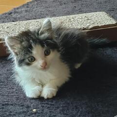 元気なフワフワハチワレの仔ネコ