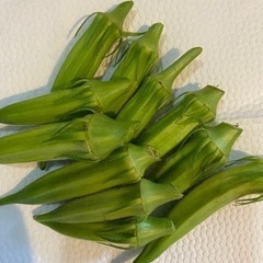 野菜【オクラ】の画像