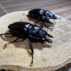 【最終値下げ】ヤエヤママルバネクワガタ　成虫ペア　♂49ミリ　♀...