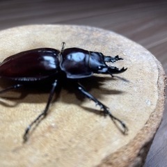 【最終値下げ】ヤエヤママルバネクワガタ　成虫ペア　♂49ミリ　♀43ミリ　＋おまけ未後食♂44ミリの画像