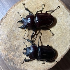 【最終値下げ】ヤエヤママルバネクワガタ　成虫ペア　♂49ミリ　♀43ミリ　＋おまけ未後食♂44ミリの画像