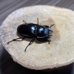 【最終値下げ】ヤエヤママルバネクワガタ　成虫ペア　♂49ミリ　♀43ミリ　＋おまけ未後食♂44ミリの画像