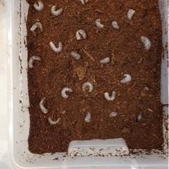 カブトムシの幼虫