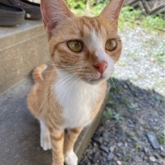 茶トラのお母さんと生後2ヶ月の2匹の子猫❣️