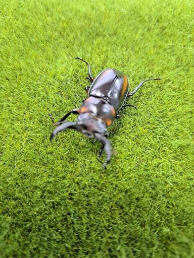 スペキオススシカクワガタ　♂　新生虫