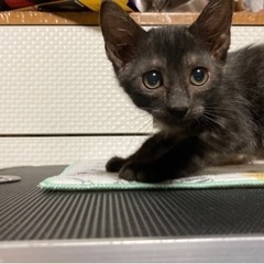 黒猫の男の子