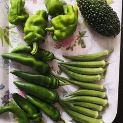  野菜 5種 の画像