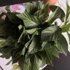  野菜 5種 