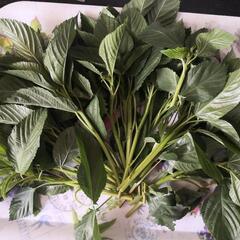  野菜 5種 の画像