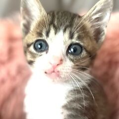 姉妹2ヶ月子猫♀ミヌちゃん美形♡
