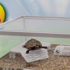 カメ飼育用品セット！の画像