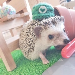 ハリネズミカフェ《ハリーランド》🦔2022年6月1日OPENしました！
