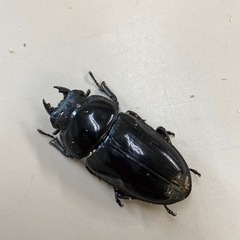 オオクワガタ　即ブリ♀53mmの画像