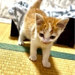 ★子猫ゆずります★3ヶ月、人懐こい、男の子