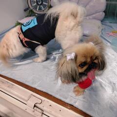 犬友募集です。 - 友達