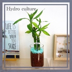 🪴観葉植物🪴ミリオンバンブー　ハイドロカルチャー　ｌ4