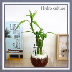 🪴観葉植物🪴ミリオンバンブー　ハイドロカルチャー　l3