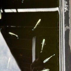 めだか卵販売はじめました！ − 岐阜県