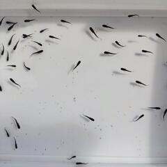 メダカ　オロチの稚魚(選別済)