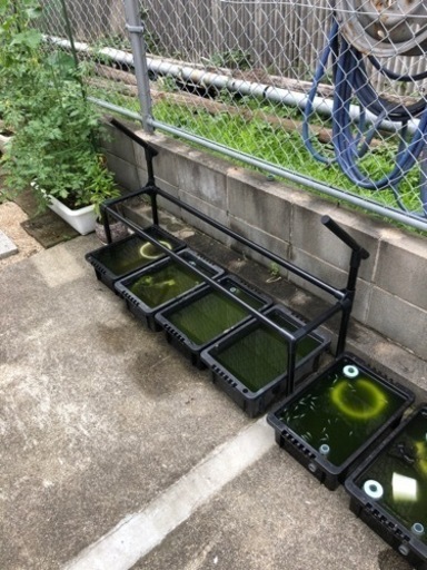 メダカラック