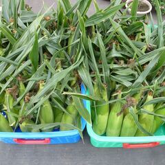 ②🌽【早者勝／農家直販】訳アリとうきび20本（1L～2Lサイズ程度）🌽