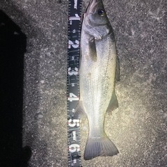 釣り仲間募集してます★
