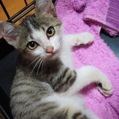 アイラインが可愛いキジシロの男の子