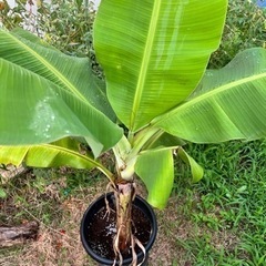 アップルバナナ　鉢植えの画像