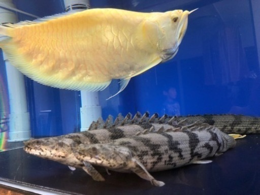 1200OF水槽　生体セット