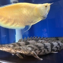 レッドフィンバルブの中古が安い！激安で譲ります・無料で