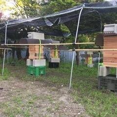 日本蜜蜂の巣箱を置かせてくれる方居ませんか？ - 手伝って/助けて