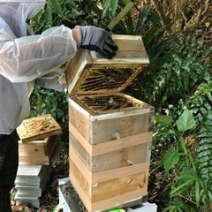日本蜜蜂の巣箱を置かせてくれる方居ませんか？ − 長野県