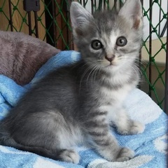 人懐っこい仔猫！激しくない猫ちゃんご希望の方。生後1.5か月ほど...
