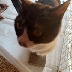 【佐倉市】※まだ決まっていません※甘えん坊三毛猫の里親を募集します