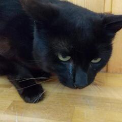 甘えん坊さんの里親さんを募集しています！