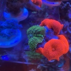 値下げしました　サンゴ　ディスクコーラルの画像