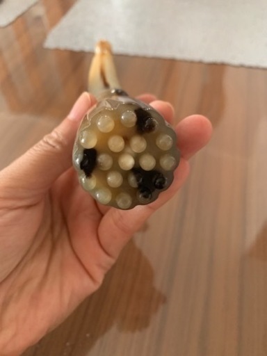 天然水牛の角 ツボ押し  かっさグッズ　美容液の導入　美顔  リンパマッサージ