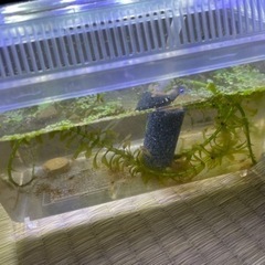 ザリガニ タイゴースト×1 バレンタイン×2 稚ザリの画像
