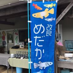 めだか・クワガタ　かん太村にて販売します！　8/20.8/21