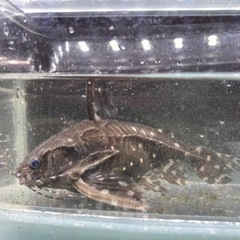 トーキングキャット　熱帯魚　2匹セット