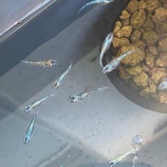 メダカ　ユリシスの卵　10個＋補償分2個500円の画像