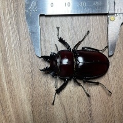 【最終値下げ】ヤエヤママルバネクワガタ　成虫ペア　♂49ミリ　♀43ミリ　＋おまけ未後食♂44ミリの画像