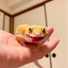 【アイ❤︎ラブ】爬虫類友達募集【レプタイルズ】 - メンバー募集