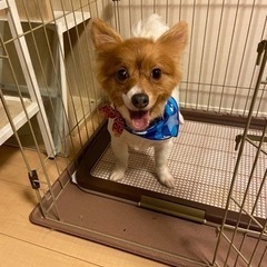 ２歳のパピヨンです！大事に育てて頂ける方を募集しています。