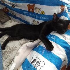 生後3ヶ月半の猫チャンず、1匹でもお願いします。 - 猫